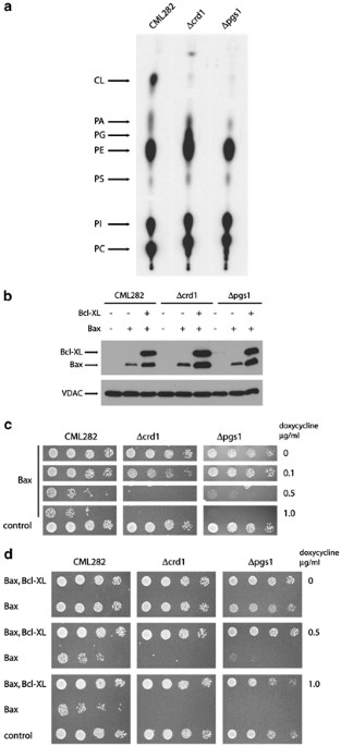 Cardiolipin and phosphatidylglycerol are not required for the in vivo action of bcl-2 family proteins