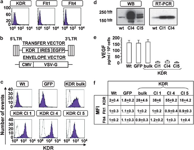 Enforced Expression Of Kdr Receptor Promotes Proliferation Survival And Megakaryocytic Differentiation Of Tf1 Progenitor Cell Line Cell Death Differentiation