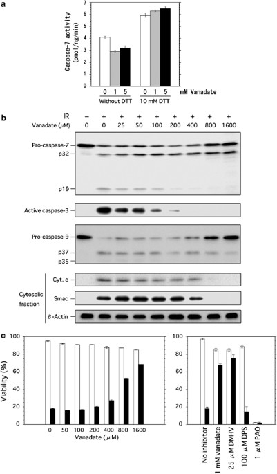 Sodium orthovanadate suppresses dna damage-induced caspase activation and apoptosis by inactivating p53