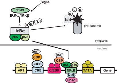 Roles for NF-κB in nerve cell survival, plasticity, and disease | Cell  Death & Differentiation