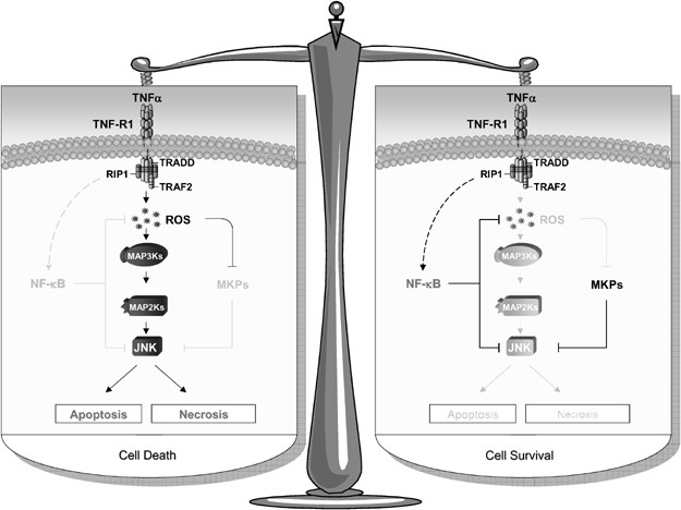 The Nf Kb Mediated Control Of The Jnk Cascade In The Antagonism Of Programmed Cell Death In Health And Disease Cell Death Differentiation