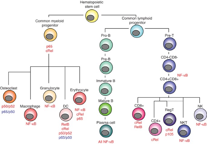 NF-κB and the regulation of hematopoiesis | Cell Death & Differentiation