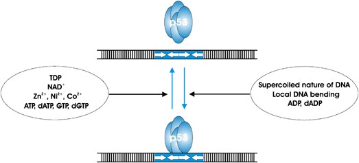 Transcriptional regulation by p53: one protein, many possibilities
