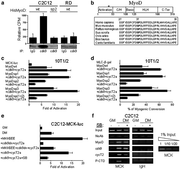 Abrogation of signal-dependent activation of the cdk9/cyclin t2a complex in human rd rhabdomyosarcoma cells