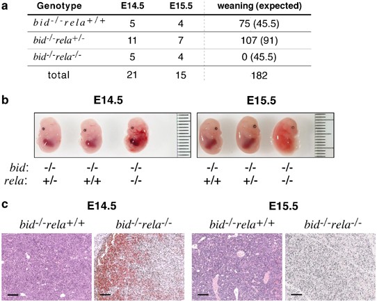 Loss of the bh3-only protein bid does not rescue rela-deficient embryos from tnf-r1-mediated fatal hepatocyte destruction