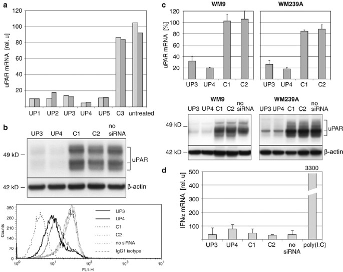 Inhibition of urokinase-type plasminogen activator receptor induces apoptosis in melanoma cells by activation of p53