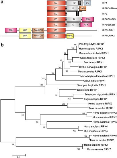 Rip1, a kinase on the crossroads of a cell's decision to live or die