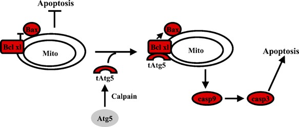 Atg5 And Bcl 2 Provide Novel Insights Into The Interplay Between Apoptosis And Autophagy Cell Death Differentiation