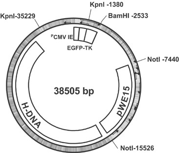 Functional expression of thymidine kinase in human leukaemic and colorectal cells, delivered as EGFP fusion protein by herpesvirus saimiri-based vecto