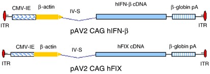Antitumor efficacy of aav-mediated systemic delivery of interferon-β