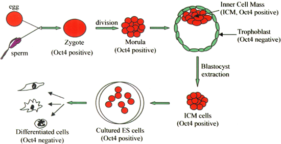 stem cell pluripotency and