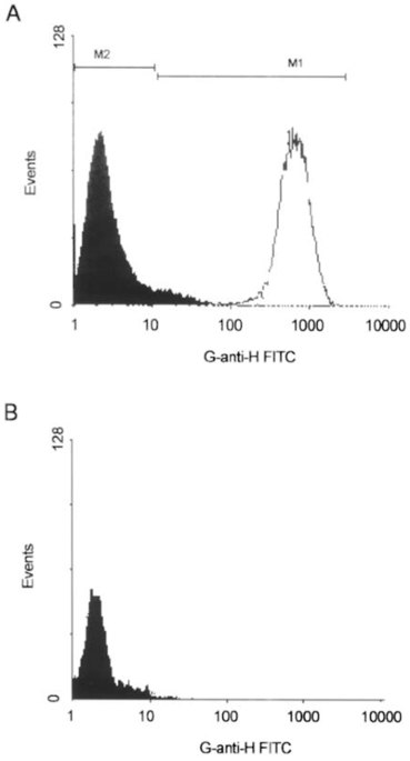 Generation and functional characterization of a single-chain variable  fragment (scFv) of the anti-FGF2 3F12E7 monoclonal antibody