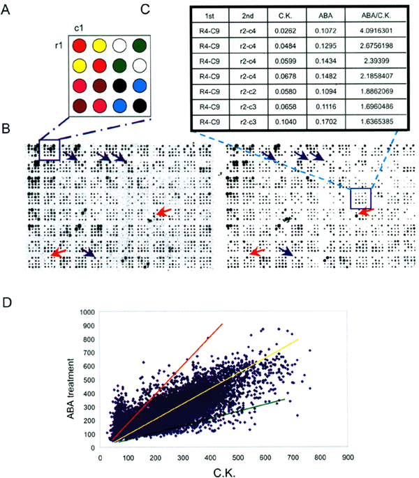 Identification of aba-responsive genes in rice shoots via cdna macroarray
