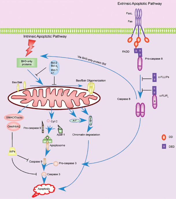 The Role Of Apoptosis In The Development And Function Of T - 