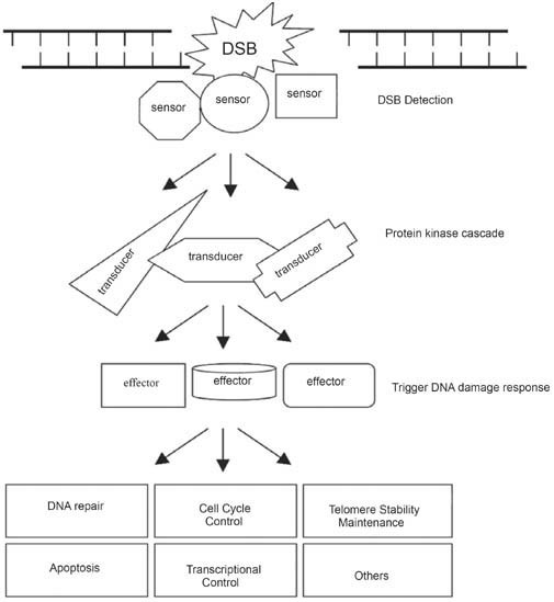 nbs1 in dna double strand break repair