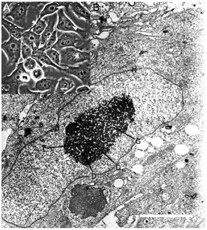 the nucleolus reviewing oldies to have