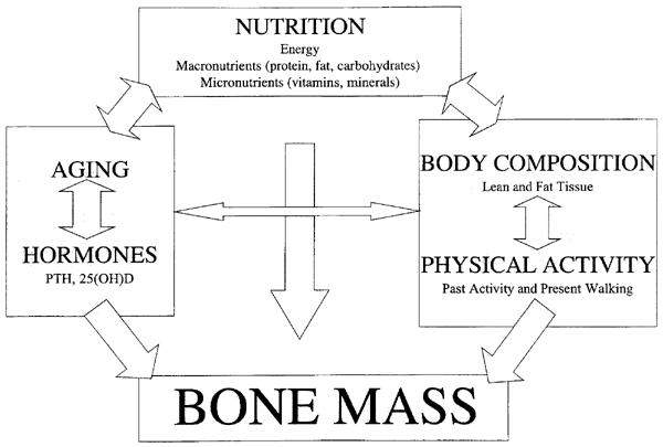 Bone and nutrition in elderly women: protein, energy, and calcium as main determinants of bone mineral density