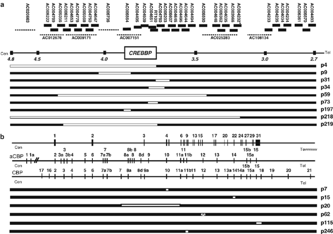 Genetic Heterogeneity in Rubinstein-Taybi Syndrome: Mutations in