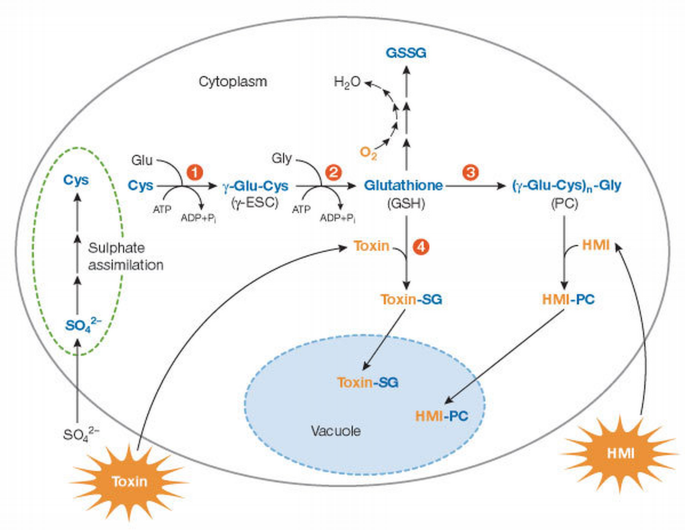 Phytoremediation | EMBO Reports