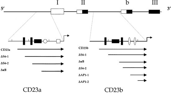 The cd23a and cd23b proximal promoters display different sensitivities to exogenous stimuli in b lymphocytes
