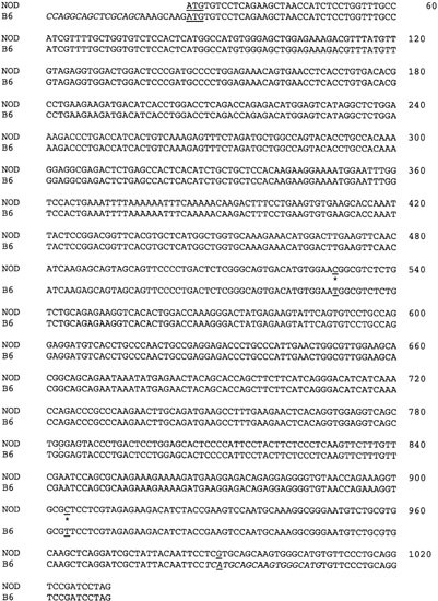 Polymorphisms in the il12b gene affect structure and expression of il-12 in nod and other autoimmune-prone mouse strains