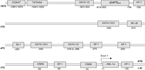 A functional promoter polymorphism in the macrophage migration inhibitory factor (mif) gene associated with disease severity in rheumatoid arthritis