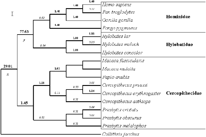 Evolution of the beta defensin 2 gene in primates