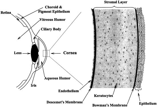 Efficient and sustained transgene expression in human corneal cells mediated by a lentiviral vector