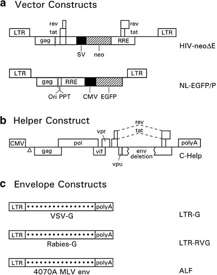 Production and concentration of pseudotyped hiv-1-based gene transfer vectors