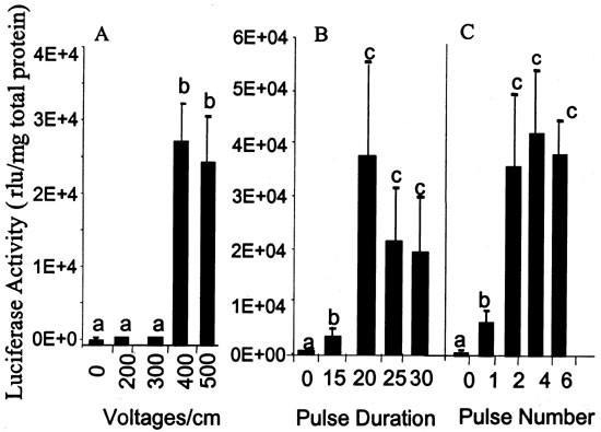 Regression of tumors by ifn-α electroporation gene therapy and analysis of the responsible genes by cdna array