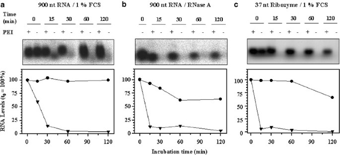 Delivery Of Unmodified Bioactive Ribozymes By An Rna-Stabilizing  Polyethylenimine (Lmw-Pei) Efficiently Down-Regulates Gene Expression |  Gene Therapy Delivery Of Unmodified Bioactive Ribozymes By An Rna-Stabilizing  Polyethylenimine (Lmw-Pei) Efficiently Down-Regulates Gene Expression |  Gene Therapy