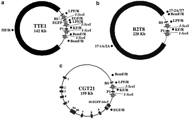 Bacterial transfer of large functional genomic dna into human cells