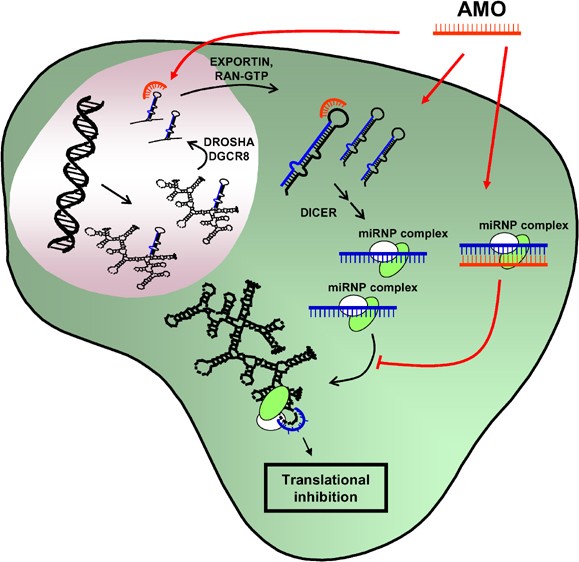 Anti-mirna oligonucleotides (amos): ammunition to target mirnas implicated in human disease?