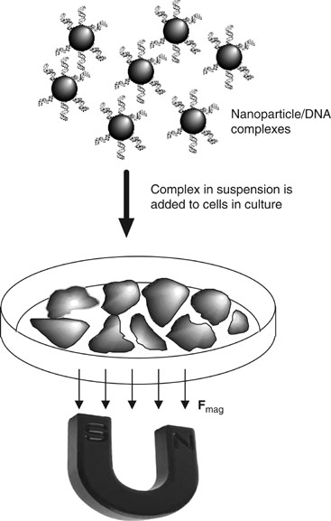 Gene therapy progress and prospects: magnetic nanoparticle-based gene delivery
