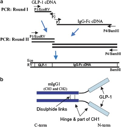 Gene Therapy Of Diabetes Using A Novel Glp 1 Igg1 Fc Fusion Construct Normalizes Glucose Levels In Db Db Mice Gene Therapy