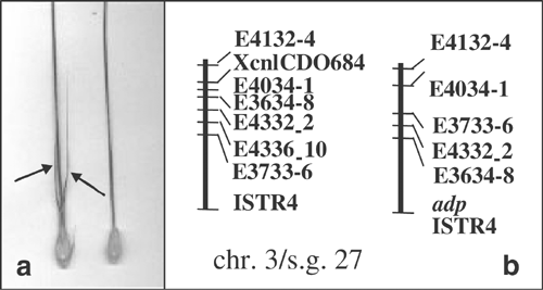 Integration of a barley (hordeum vulgare) molecular linkage map with the position of genetic loci hosting 29 developmental mutants