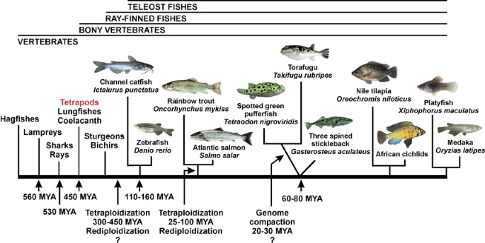 Genome evolution and biodiversity in teleost fish