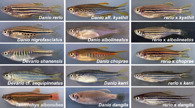 Types Of Danios 