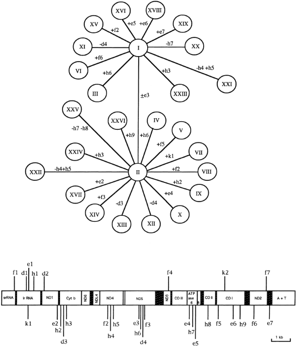 The genetic structure of drosophila subobscura populations from the islands of majorca and minorca (balearic islands, spain) based on allozymes and mi