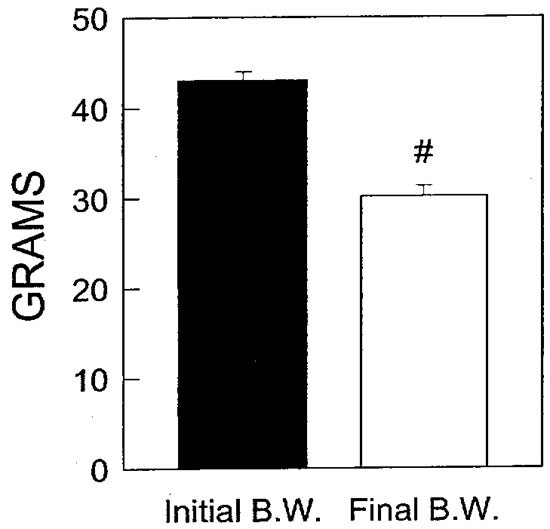 Restoration of fertility in young obese (lepob lepob) male mice with low dose recombinant mouse leptin treatment