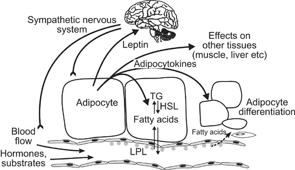 https://media.springernature.com/m685/springer-static/image/art%3A10.1038%2Fsj.ijo.0802326/MediaObjects/41366_2003_Article_BF0802326_Fig5_HTML.jpg