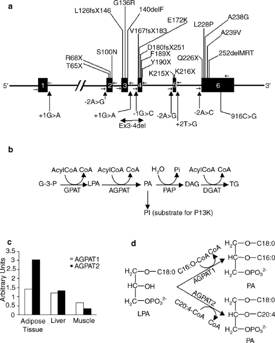 Genetic basis of congenital generalized lipodystrophy