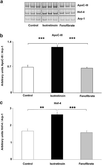 Isotretinoin and fenofibrate induce adiposity with distinct effect