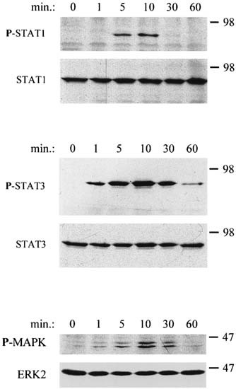 Agonist Anti Gp130 Transducer Monoclonal Antibodies Are Human Myeloma Cell Survival And Growth Factors Leukemia Agonist Anti Gp130 Transducer Monoclonal Antibodies Are Human Myeloma Cell Survival And Growth Factors Leukemia