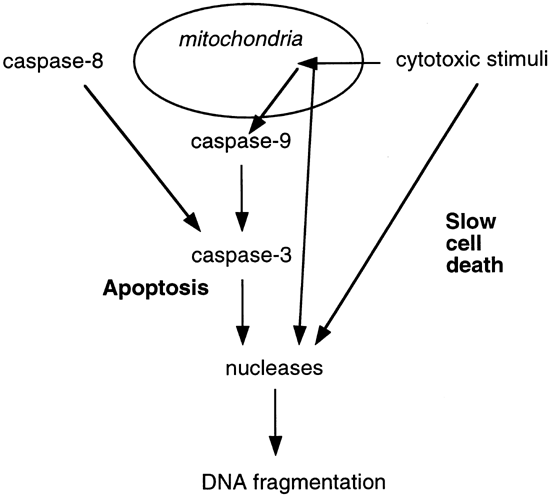 cell death beyond apoptosis leukemia