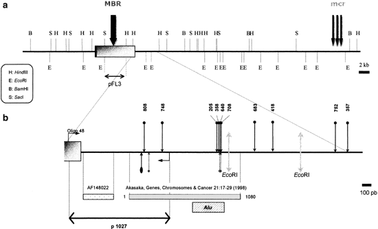 Characterisation of bcl2-jh rearrangements in follicular lymphoma: pcr detection of 3′ bcl2 breakpoints and evidence of a new cluster