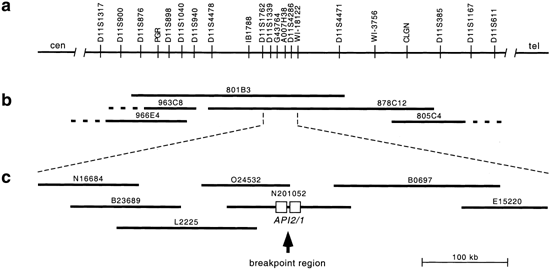 Heterogeneity of the api2-malt1 gene rearrangement in malt-type lymphoma