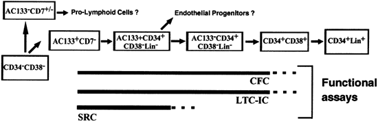 Ac133 expression in human stem cells
