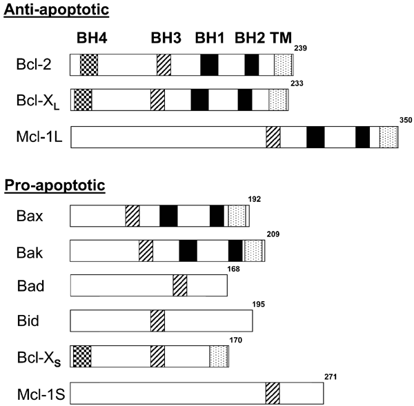 Recent advances in the development of anticancer agents targeting cell death inhibitors in the bcl-2 protein family