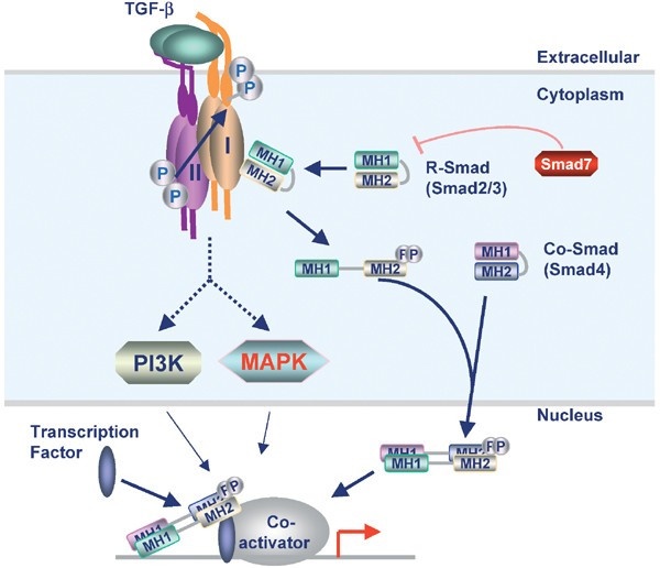 Transforming Growth Factor B Signaling In Normal And Malignant Hematopoiesis Leukemia Transforming Growth Factor B Signaling In Normal And Malignant Hematopoiesis Leukemia